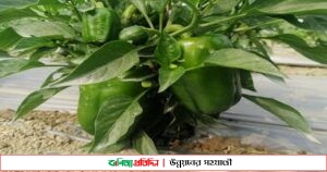 ১ কেজি ক্যাপসিকাম ৩০০ টাকা, লাভবান চাষিরা