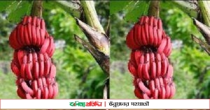 কিডনির পাথর দূর করবে লাল কলা!