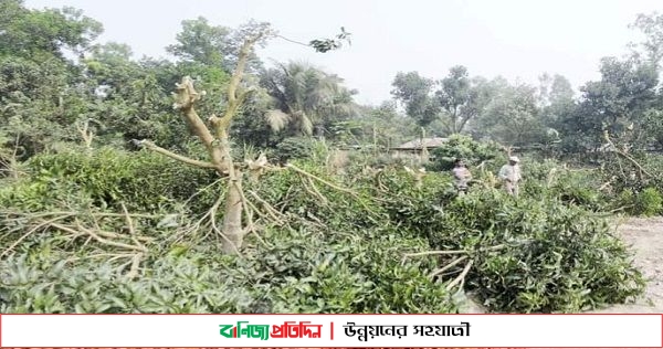 জয়পুরহাটে শত্রুতার বলি হলো আমবাগান