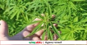 গাঁজার সবচেয়ে বড় বাজার হচ্ছে মেক্সিকো