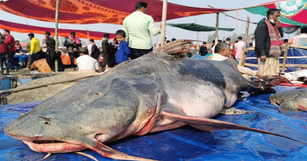 বগুড়ার পোড়াদহ মেলায় ৬৫ কেজি ওজনের বাঘাইড় মাছ!