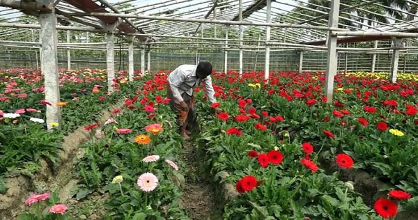 ফুল পরিচর্যায় ব্যস্ত সময় পার করছেন ফুলের রাজধানী খ্যাত গদখালীর চাষিরা