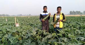 জয়পুরহাটে বিদেশি সবজি স্কোয়াশ চাষে সফল দুই যুবক