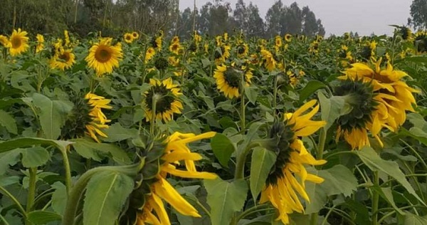 কুড়িগ্রামে ধরলার চরে সূর্যমুখীর হাসি