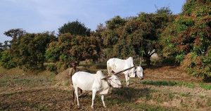 চোখে পড়ে না গ্রামীণ ঐতিহ্যবাহী হাল চাষ