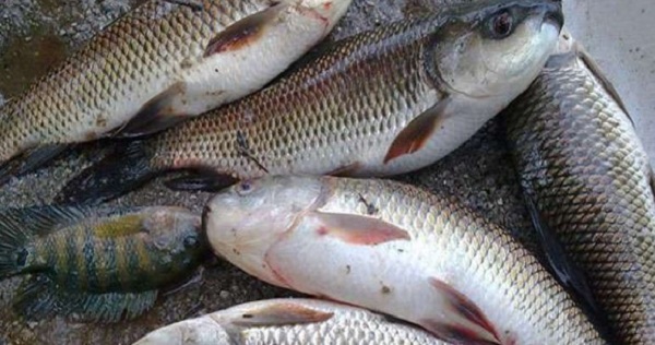 রংপুরে মাছ উৎপাদন: বছরে ঘাটতি ৯০ হাজার মেট্রিক টন