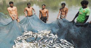 পোকা নিধনে পুকুরে বিষ প্রয়োগ, মরে গেল সব মাছ