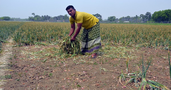 কুষ্টিয়ায় ক্ষেত থেকে পেয়াজ-রসুন চুরির হিড়িক