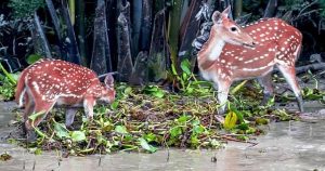 হরিণ খাওয়ায় বন কর্মকর্তা বরখাস্ত