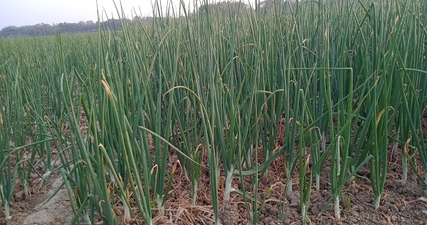 রাজবাড়ীতে পেঁয়াজের ফলন নিয়ে খুশি চাষীরা