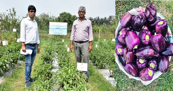 খুবিতে বেগুনি ক্যাপসিকাম চাষে সাফল্য, রপ্তানির সম্ভাবনা