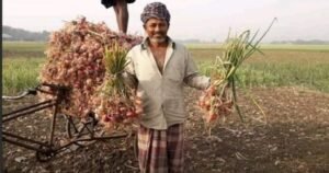 ঝিনাইদহে পেয়াজের বাম্পার ফলন, কৃষকের মুখে হাসি