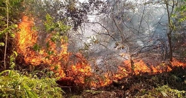 কমলগঞ্জের লাউয়াছড়া জাতীয় উদ্যান সংলগ্ন বনে আগুন