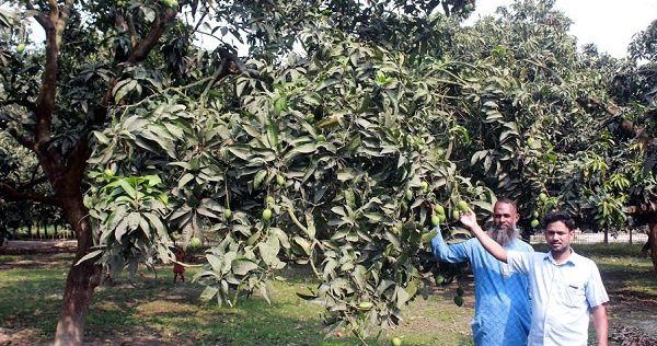 রংপুরে হাড়িভাঙ্গা আমের ফলনে বিপর্যয়