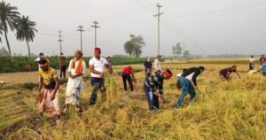 যশোরে গানের তালে তালে ধান কেটে দিল সাংস্কৃতিক কর্মীরা