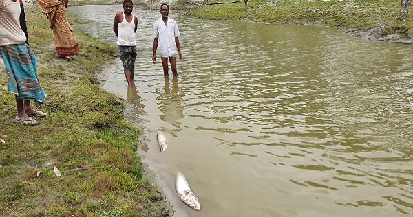 কুড়িগ্রামে বিষ প্রয়োগ করে রাতের আধারে মাছ চুরি