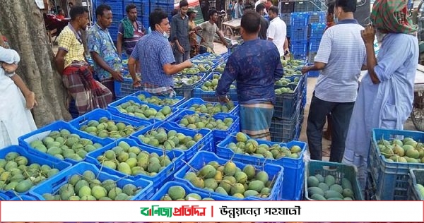 শার্শার বাগুড়িতে জমজমাট আম বাজার, দামে খুশি চাষিরা