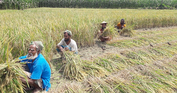 চুয়াডাঙ্গায় ধানের বাম্পার ফলন, কৃষকের মুখে হাসি