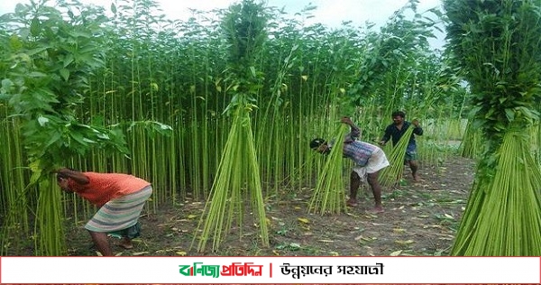 ফিরতে শুরু করেছে সোনালী আঁশের পুরোনো ঐতিহ্য