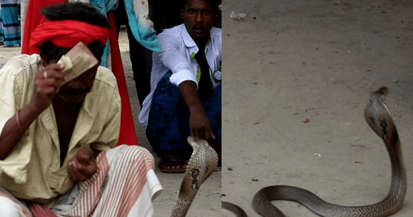 বিলুপ্তির পথে সাপের খেলা, অনাহারে সাপুড়েরা