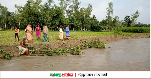 তিস্তা নদীর তীব্র ভাঙনে দিশেহারা মানুষ