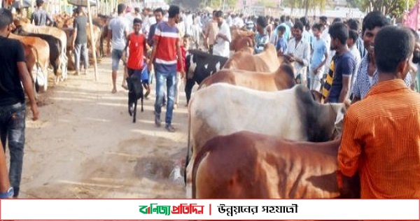 সড়কে গরু বাজার, ১১ গ্রামের মানুষের ভোগান্তি