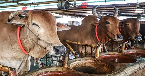 কঠোর বিধিনিষেধ : লক্ষাধিক পশু নিয়ে শঙ্কায় রাজশাহীর ব্যবসায়ীরা