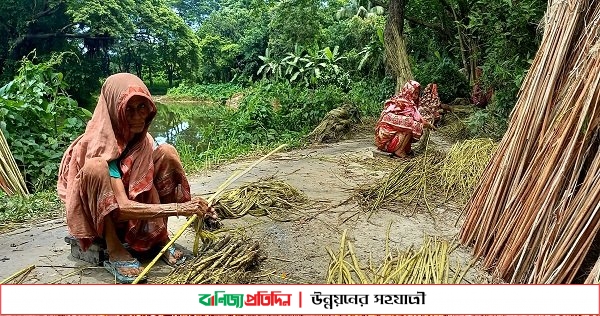 চাঁদপুরে সোনালী আঁশ ছাড়াতে ব্যস্ত কৃষাণ-কৃষাণীরা