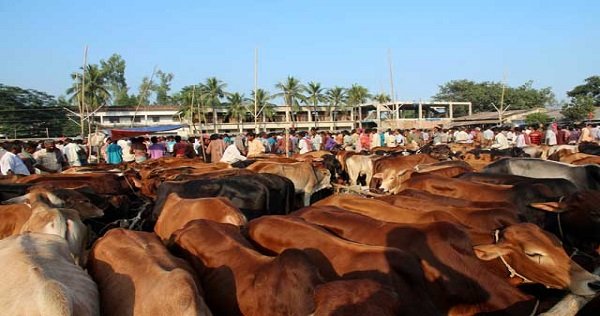 আগামীকাল থেকে কোরবানির হাটে গরু তুলতে প্রস্তুত ব্যবসায়ীরা