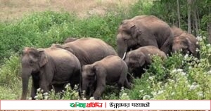 কাপ্তাইয়ে বন্যহাতির আক্রমনে বৌদ্ধ ভিক্ষুর মৃত্যু