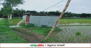 বর্ষা মৌসুমেও সেচ দিয়ে আমন চাষে ব্যাস্ত ফুলবাড়ীর চাষিরা