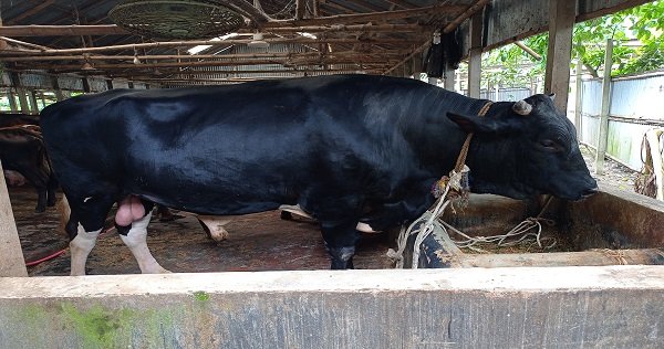 ফরিদপুরের সম্রাটের ওজন ৩৩ মণ