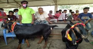 কোরবানির হাটে মেসি-নেইমারের দাম সাড়ে ৫ লাখ টাকা!