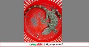 ফরিদপুরে ১০০ কোটি টাকা মূল্যের তক্ষক উদ্ধার