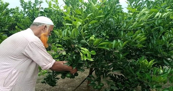 নরসিংদীতে মাল্টা চাষ করে সফলতার স্বপ্ন দেখছেন কৃষক