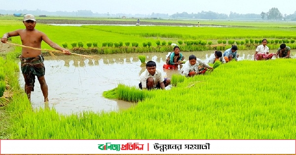 ঠাকুরগাঁওয়ে আমন রোপনে ব্যস্ত কৃষক