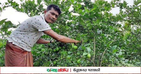 কাগজি লেবু চাষে স্বাবলম্বী তুহিন এখন এলাকার মডেল