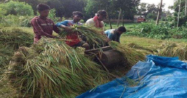 বিনা ধান-২১ চাষে কুমিল্লার কৃষকদের সাফল্য