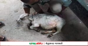 অবশেষে মারা গেল রানী