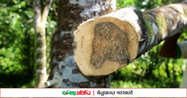 ফুলবাড়ীতে গাছের ডাল পড়ে কাঠ ব্যবসায়ীর মৃত্যু