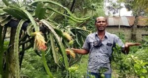 আত্রাইয়ে শখের বসে ড্রাগন চাষে ভাগ্য খুলেছে মান্নানের