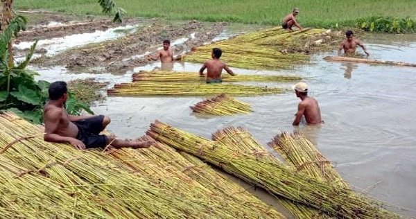 দাম নিয়ে শঙ্কায় ঝিনাইদহের পাট চাষিরা