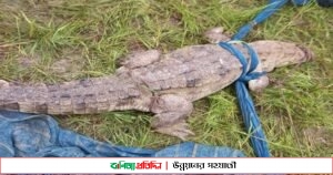 অবশেষে ধরা পড়ল সেই বিরল প্রজাতির কুমির