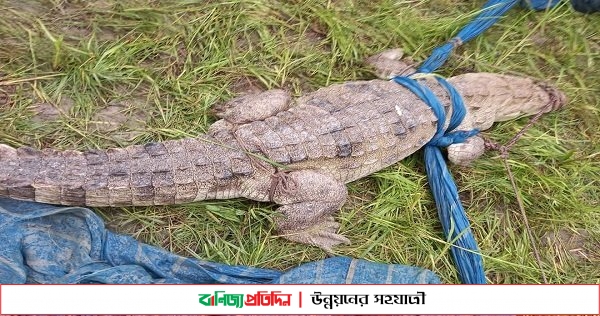 অবশেষে ধরা পড়ল সেই বিরল প্রজাতির কুমির