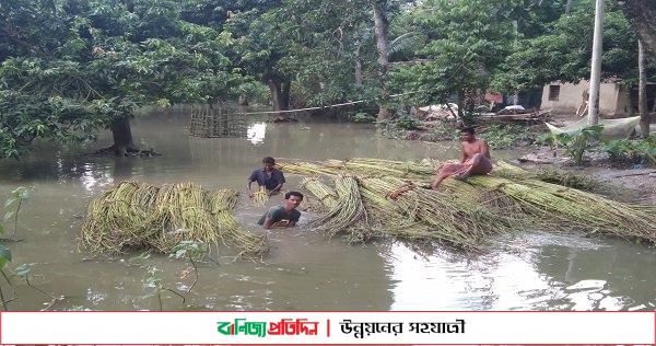 পাট নিয়ে কর্মযজ্ঞে যেন চঞ্চল হয়ে উঠেছে গ্রামীণ জনপদ