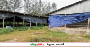 নোয়াখালীতে বন্ধ ১৩’শ পোল্ট্রি খামার, প্রতিমাসে ক্ষতি ২০ কোটি টাকা