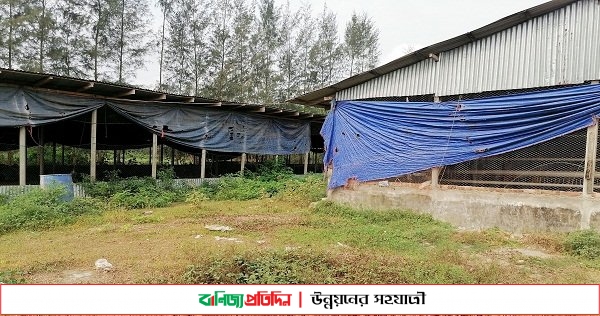 নোয়াখালীতে বন্ধ ১৩’শ পোল্ট্রি খামার, প্রতিমাসে ক্ষতি ২০ কোটি টাকা