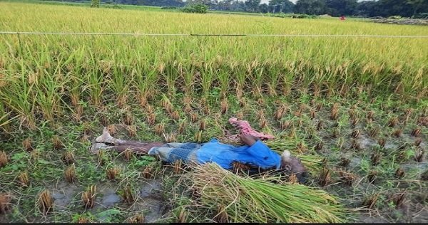 কুমিল্লায় পল্লী বিদ্যুতের তারে জড়িয়ে কৃষকের মৃত্যু