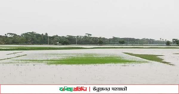 আনোয়ারায় পানির নীচে আমনের বীজতলা