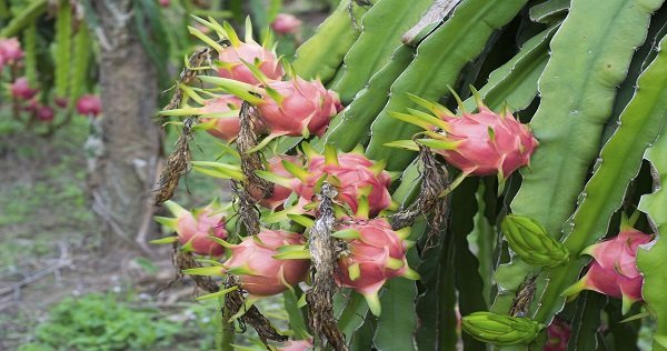 পাংশায় ড্রাগন চাষে সফলতা, বাড়ছে চাষের আগ্রহ